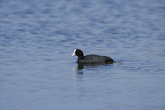 Eurasian coot (Fulica atra) swimming on a lake, wildlife, Altmühlsee, Franconia