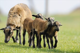 Cameroon sheep, domestic sheep (Ovis gmelini aries) Ewe with lambs in a meadow, Bavaria