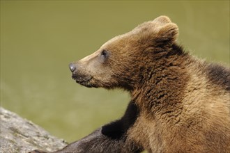 Portrait of a young Eurasian brown bear (Ursus arctos arctos) in a forest, Bavarian Forest National