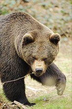 Eurasian brown bear (Ursus arctos arctos) in a forest, Bavarian Forest National Park