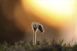 Pasqueflower (Pulsatilla vulgaris) blossoming on a meadow by sunset, Upper Palatinate