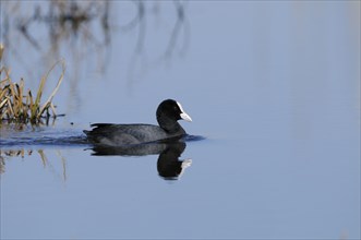 Eurasian coot (Fulica atra) swimming on a lake, wildlife, Altmühlsee, Franconia