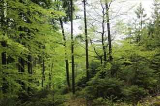 A lush green forest with bright leaves and dense undergrowth, Bavaria