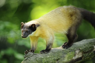 Yellow-throated marten (Martes flavigula) in a forest, captive