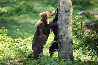 Two young Eurasian brown bears (Ursus arctos arctos) playing in a forest, Bavarian Forest National