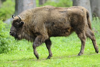 European bison (Bison bonasus) walking in a forest, Bavarian Forest National Park