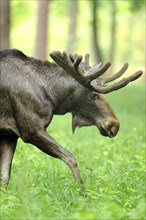 Eurasian elk (Alces alces) bull walking throw the forest, hesse