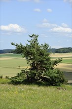 Single pine tree on a green meadow with fields in the background, Upper Palatinate