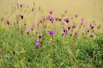 Carthusian pink (Dianthus carthusianorum) blossoms on a meadow, Upper Palatinate