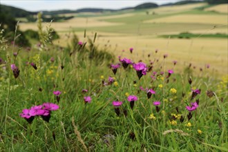 Carthusian pink (Dianthus carthusianorum) blossoms on a meadow, Upper Palatinate