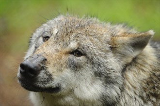 Portrait of a European grey wolf (Canis lupus lupus) in the forest, captive, Germany, Europe