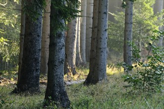 Sunlight shines through tall tree trunks in a dense, shadowy forest, Bavaria