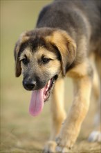 Mixed breed puppy running on a green meadow, Bavaria