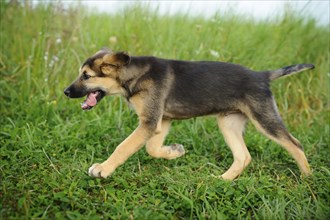 Mixed breed puppy running on a green meadow, Bavaria