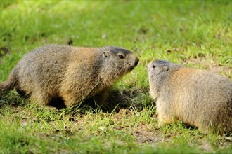 Two Alpine marmots (Marmota marmota) on a meadow, Germany, Europe