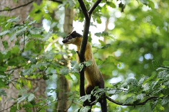 Yellow-throated marten (Martes flavigula) in a forest, captive