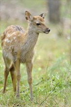 Sika deer (Cervus Nippon) calf in a meadow, captive, Germany, Europe