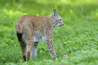 Eurasian lynx (Lynx lynx) in the forest, Hesse