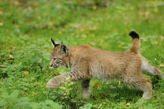 Young Eurasian lynx (Lynx lynx) stretching in the forest, Hesse