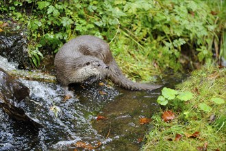 European otter (Lutra lutra) at the shore of a lake in autumn, bavarian forest national park