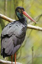 Close-up of a Black stork (Ciconia nigra) in a forest, bavarian forest national park