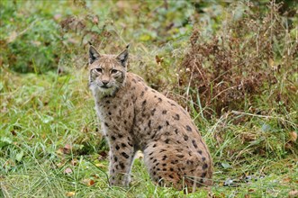 Eurasian lynx (Lynx lynx) sitting in autumn forest, Bavarian Forest National Park