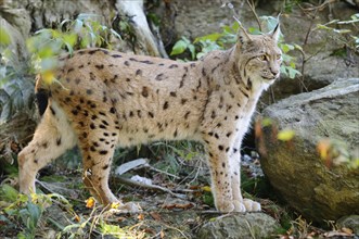 Eurasian lynx (Lynx lynx) on a rock in the forest, Bavarian Forest National Park