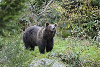 Eurasian brown bear (Ursus arctos arctos) in a forest, Bavarian Forest National Park