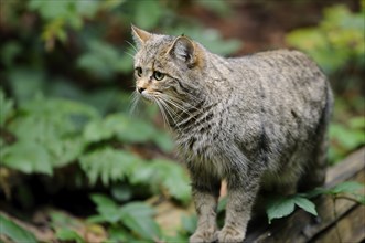 Close-up of a European wildcat (Felis silvestris silvestris) in the bavarian forest