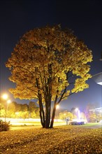 A tall tree with yellow foliage on an autumn evening, illuminated by bright streetlights, in a