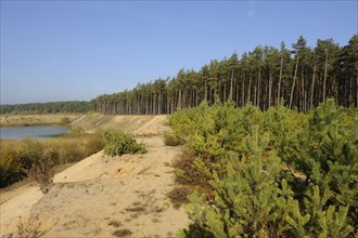 Pine forest next to a sandy hill under a clear blue sky, Upper Palatinate