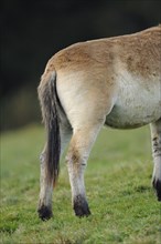 Przewalski's horse (Equus ferus przewalskii) Hintern auf einer Wiese, Bayern