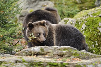 Eurasian brown bear (Ursus arctos arctos) in a forest, Bavarian Forest National Park