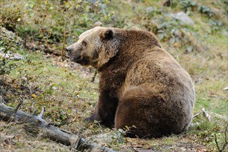 Eurasian brown bear (Ursus arctos arctos) in a forest, Bavarian Forest National Park