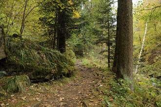 A forest path flanked by tall trees and dense undergrowth, surrounded by greenery, Bavaria Forest