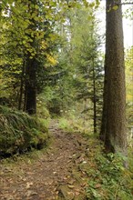 A narrow forest path winding between tall trees surrounded by lush greenery, Bavaria Forest