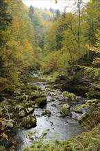 Stream flowing through an autumnal forest, Buchberger Leite, Freyung, Ringelai, Bavarian Forest