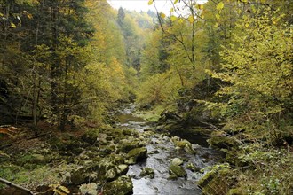 Stream flowing through an autumnal forest, Buchberger Leite, Freyung, Ringelai, Bavarian Forest