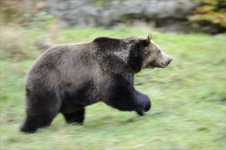 Eurasian brown bear (Ursus arctos arctos) running in a forest, Bavarian Forest National Park