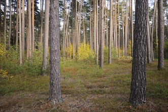 Sunlit pine forest with tall trunks and sparse undergrowth creating a tranquil scene, Bavaria