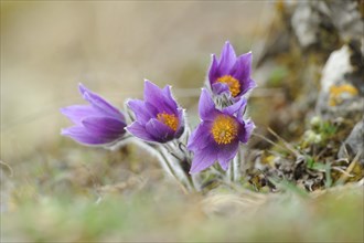 Pasqueflower (Pulsatilla vulgaris) blossoming on a meadow, Upper Palatinate