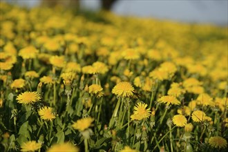 A field of bright yellow dandelions (Taraxacum) in full bloom under a clear, sunny sky, Bavaria