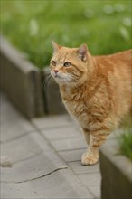 Red-haired cat walking on a pavement in the garden, felidae (Felis catus), Bavaria