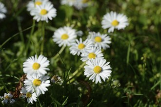 Blossoms of Daisy (Bellis perennis) on a meadow on a sunny day, Bavaria