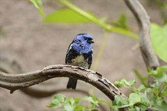 Turquoise tanager (Tangara mexicana) sitting on a branch, captive, naturally in Brazil