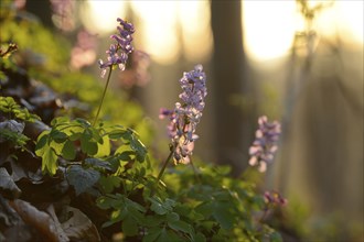 Purple flowers and green leaves in a forest bathed in soft morning sunlight, creating a serene