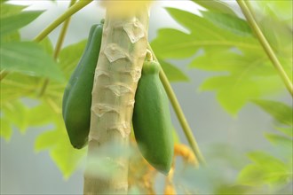 Two green papayas (Carica papaya) growing on a papaya tree surrounded by lush green leaves