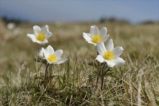 Alpine pasqueflower (Pulsatilla alpina) flowers on a meadow in the alps, Styria