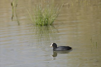 Eurasian coot (Fulica atra) swimming on a lake, wildlife, Altmühlsee, Franconia