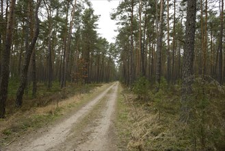 A dirt path cutting through a dense forest filled with tall pine trees, Bavaria